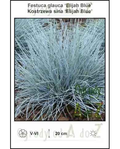 Festuca-glauca-Elijah-Blue.jpg
