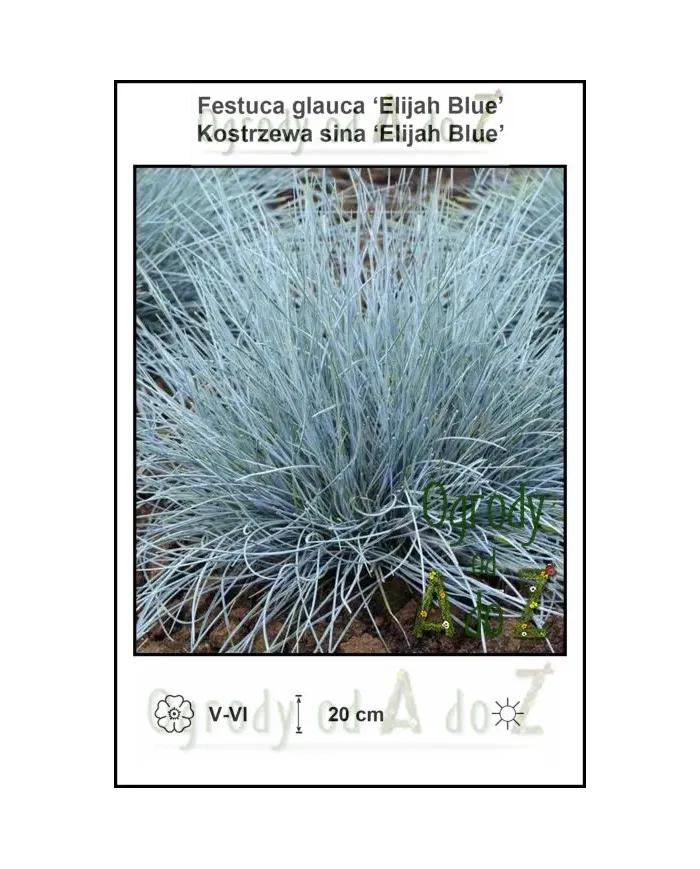 Festuca-glauca-Elijah-Blue.jpg