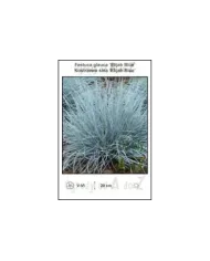 Festuca-glauca-Elijah-Blue.jpg