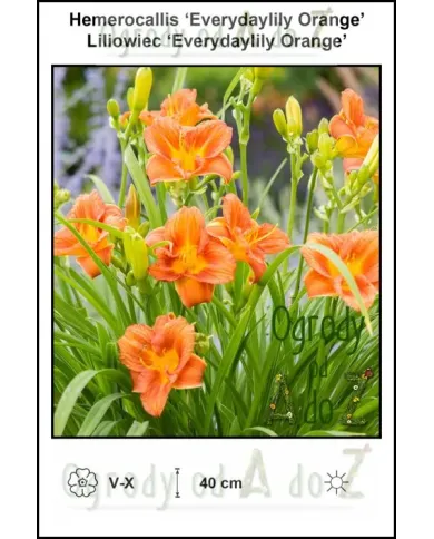 Hemerocallis-Everydaylily-Orange.jpg Hemerocallis-Everydaylily-Orange.jpg