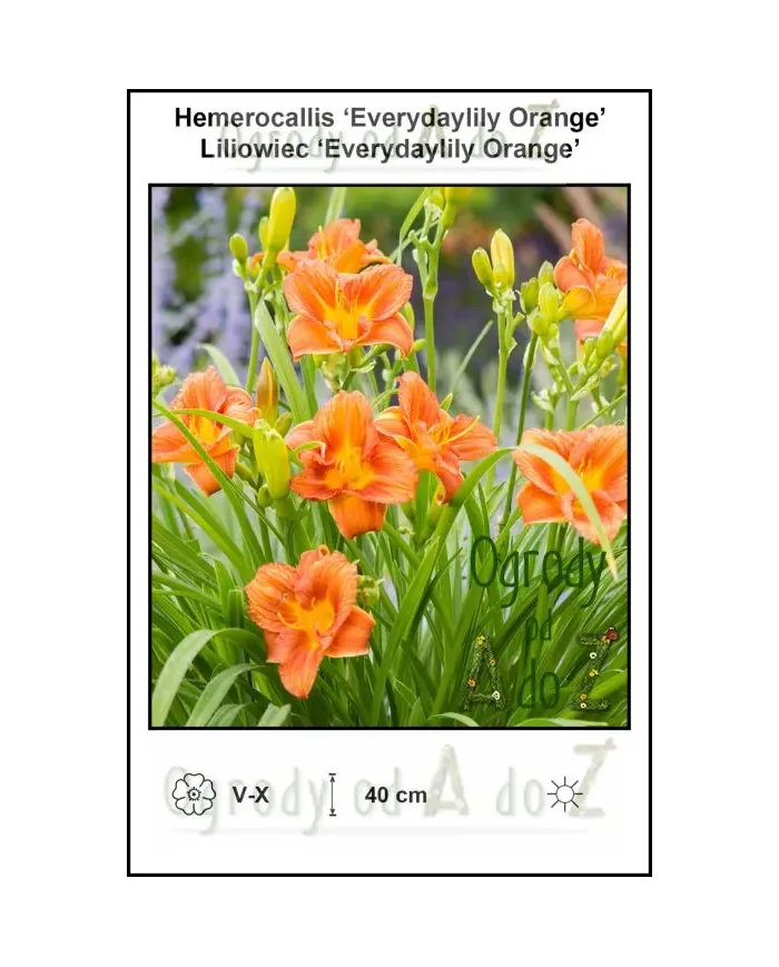 Hemerocallis-Everydaylily-Orange.jpg
