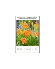 Hemerocallis-Everydaylily-Orange.jpg