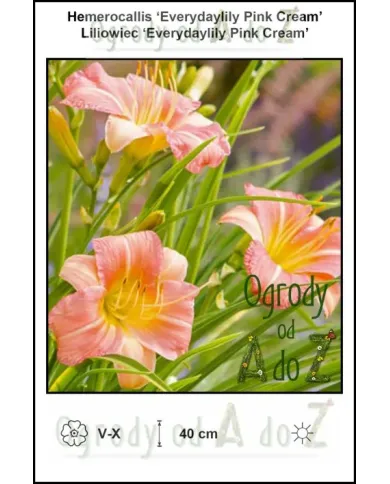Hemerocallis-Everydaylily-Pink-Cream.jpg Hemerocallis-Everydaylily-Pink-Cream.jpg
