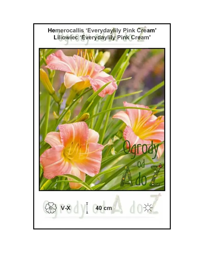 Hemerocallis-Everydaylily-Pink-Cream.jpg