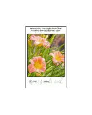 Hemerocallis-Everydaylily-Pink-Cream.jpg