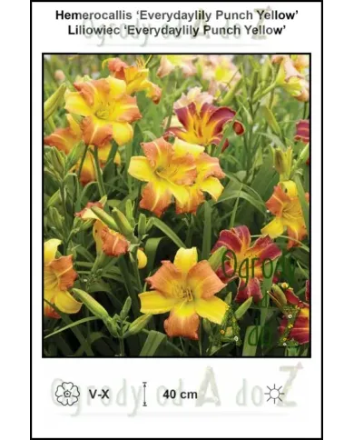 Hemerocallis-Everydaylily-Punch-Yellow.jpg Hemerocallis-Everydaylily-Punch-Yellow.jpg