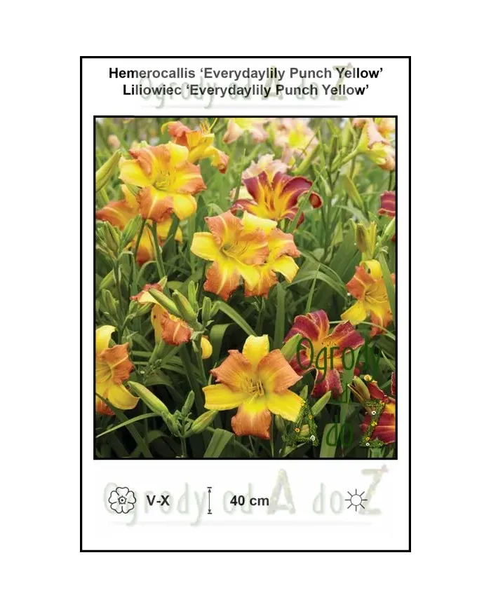 Hemerocallis-Everydaylily-Punch-Yellow.jpg