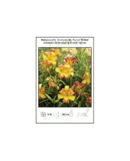 Hemerocallis-Everydaylily-Punch-Yellow.jpg
