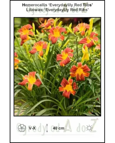 Hemerocallis-Everydaylily-Red-Ribs.jpg Hemerocallis-Everydaylily-Red-Ribs.jpg
