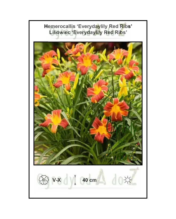 Hemerocallis-Everydaylily-Red-Ribs.jpg