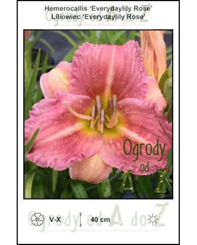 Hemerocallis-Everydaylily-Rose.jpg Hemerocallis-Everydaylily-Rose.jpg