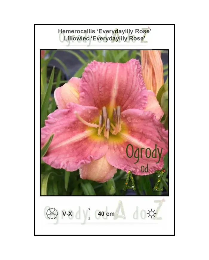 Hemerocallis-Everydaylily-Rose.jpg