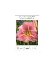 Hemerocallis-Everydaylily-Rose.jpg