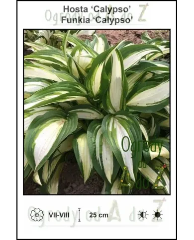 Hosta-Calypso.jpg