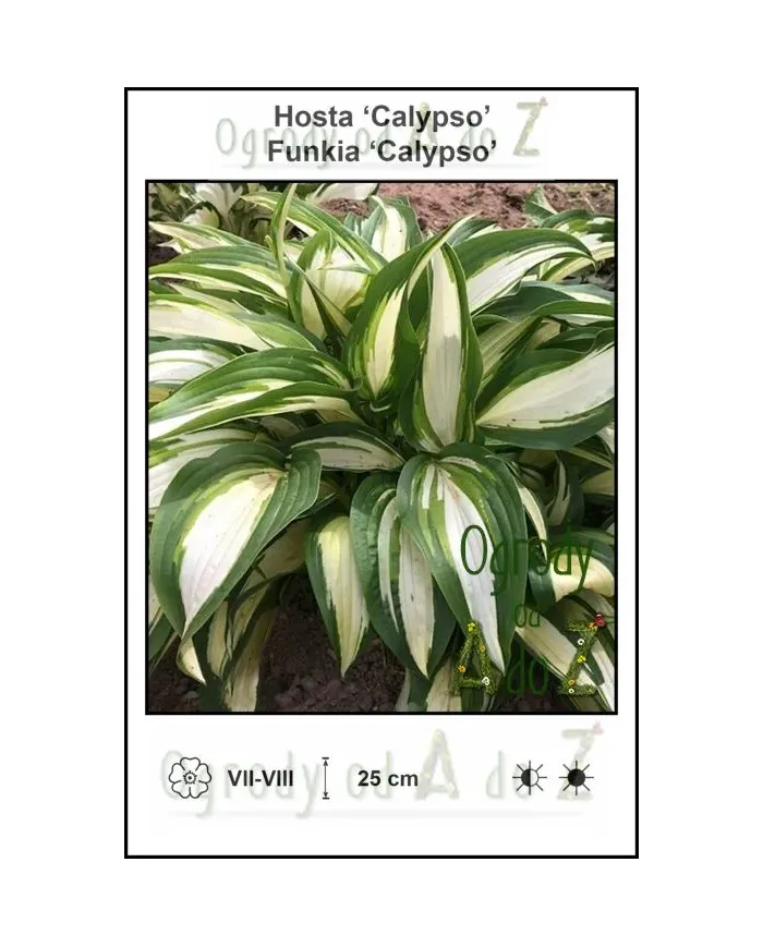 Hosta-Calypso.jpg