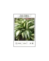 Hosta-Calypso.jpg