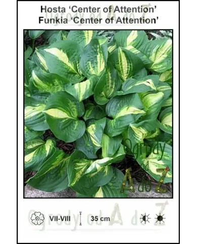 Hosta-Center-of-Attention.jpg