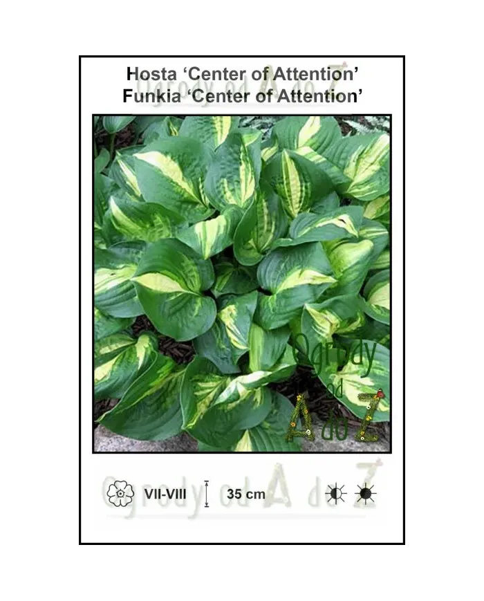 Hosta-Center-of-Attention.jpg