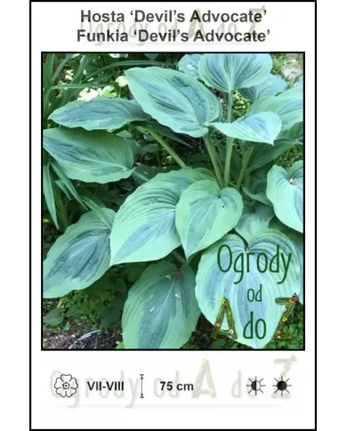 Hosta-Devils-Advocate.jpg