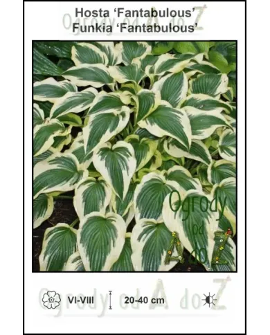Hosta-Fantabulous.jpg