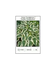 Hosta-Fantabulous.jpg