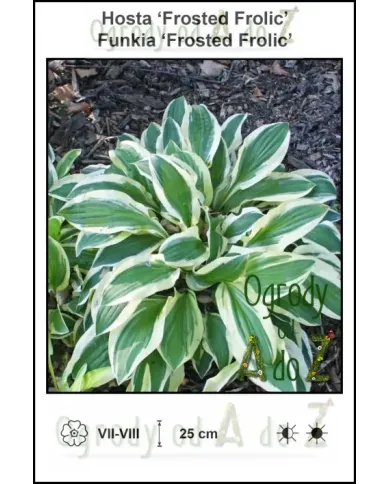 Hosta-Frosted-Frolic.jpg