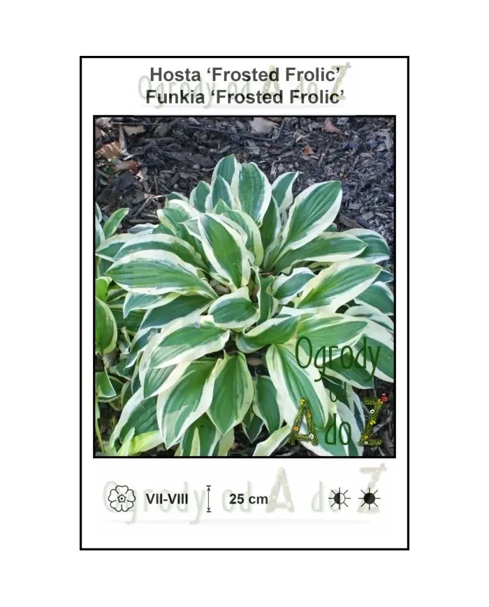 Hosta-Frosted-Frolic.jpg