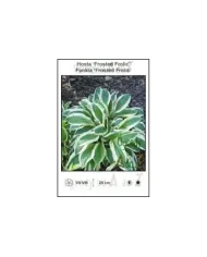 Hosta-Frosted-Frolic.jpg