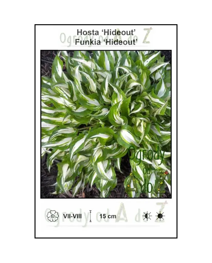 Hosta-Hideout.jpg