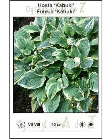 Hosta-Kabuki.jpg