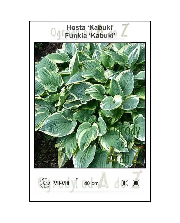 Hosta-Kabuki.jpg