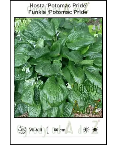 Hosta-Potomac-Pride.jpg Hosta-Potomac-Pride.jpg