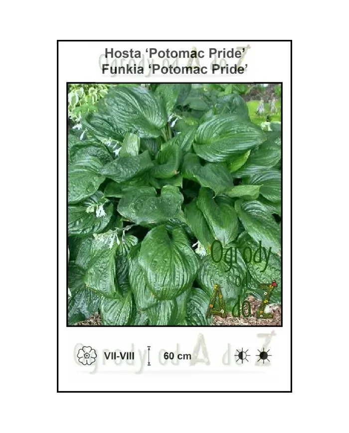 Hosta-Potomac-Pride.jpg