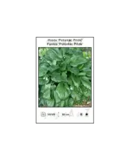 Hosta-Potomac-Pride.jpg