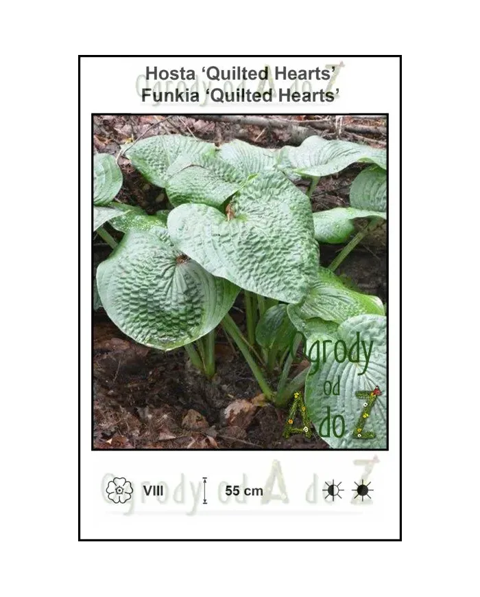 Hosta-Quilted-Hearts.jpg