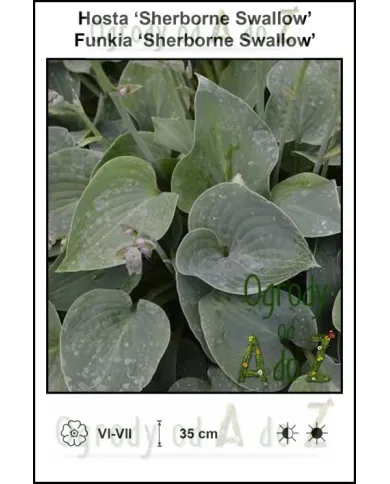 Hosta-Sherborne-Swallow.jpg