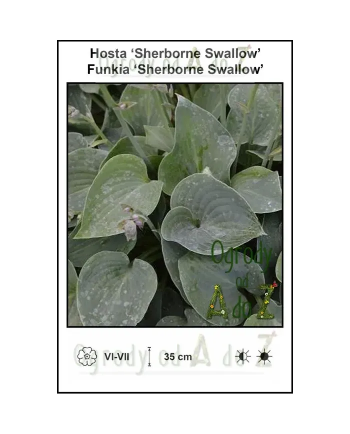 Hosta-Sherborne-Swallow.jpg