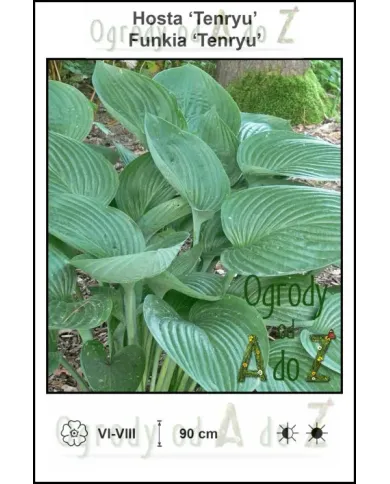 Hosta-Tenryu.jpg