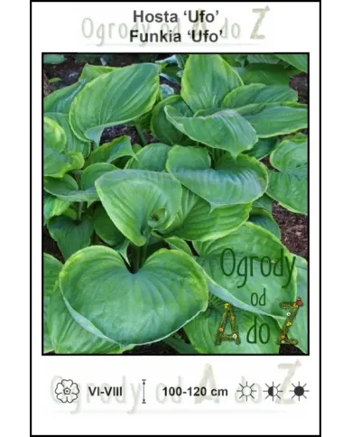 Hosta-Ufo.jpg