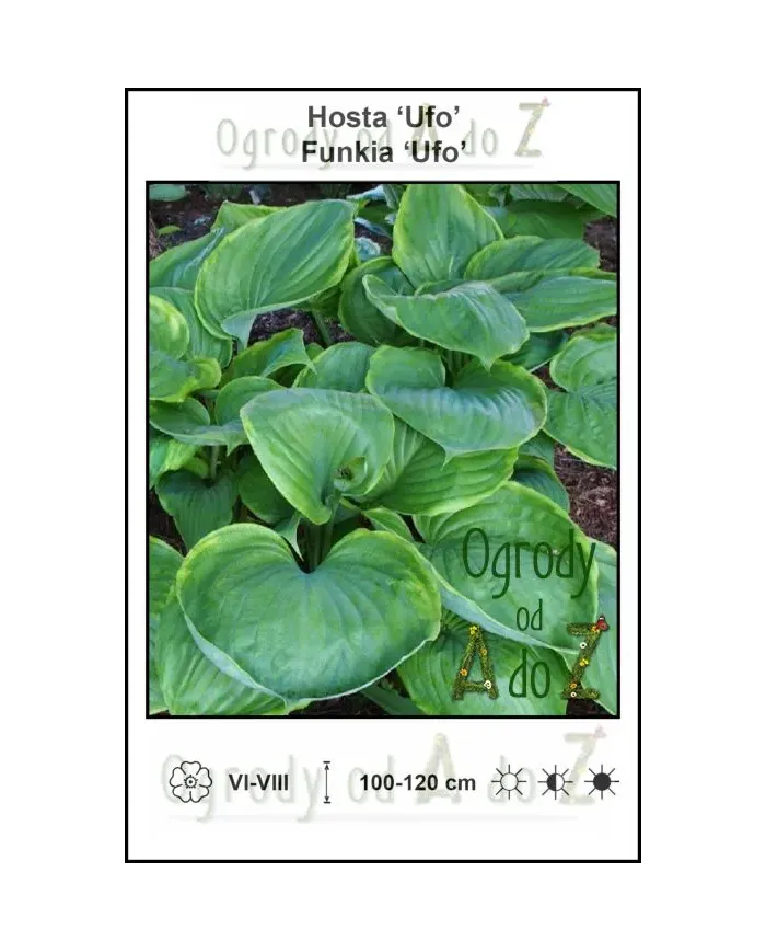 Hosta-Ufo.jpg