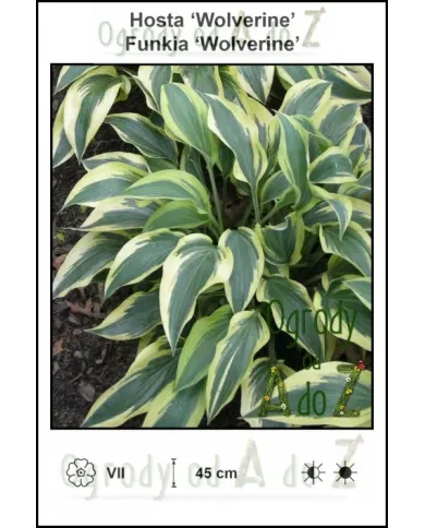 Hosta-Wolverine.jpg Hosta-Wolverine.jpg