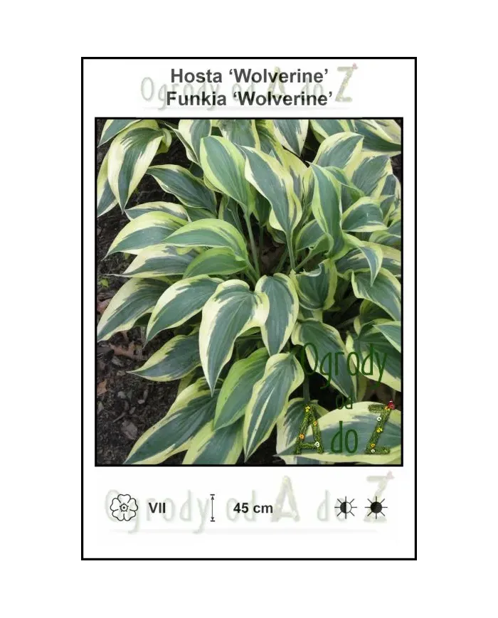Hosta-Wolverine.jpg