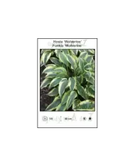 Hosta-Wolverine.jpg