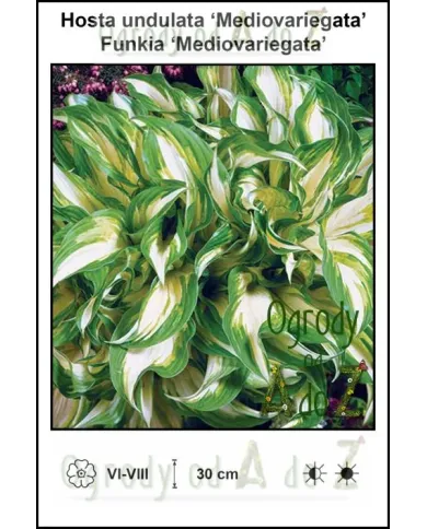 Hosta-undulata-Mediovariegata.jpg
