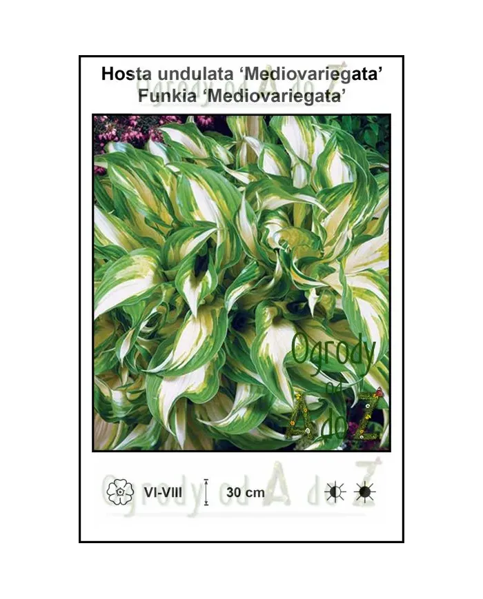 Hosta-undulata-Mediovariegata.jpg