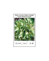 Hosta-undulata-Mediovariegata.jpg