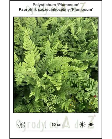 Polystichum-Plumosum.jpg