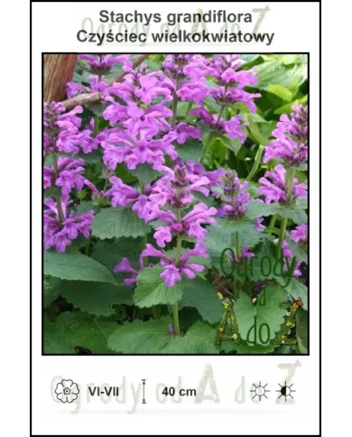 Stachys-grandiflora.jpg