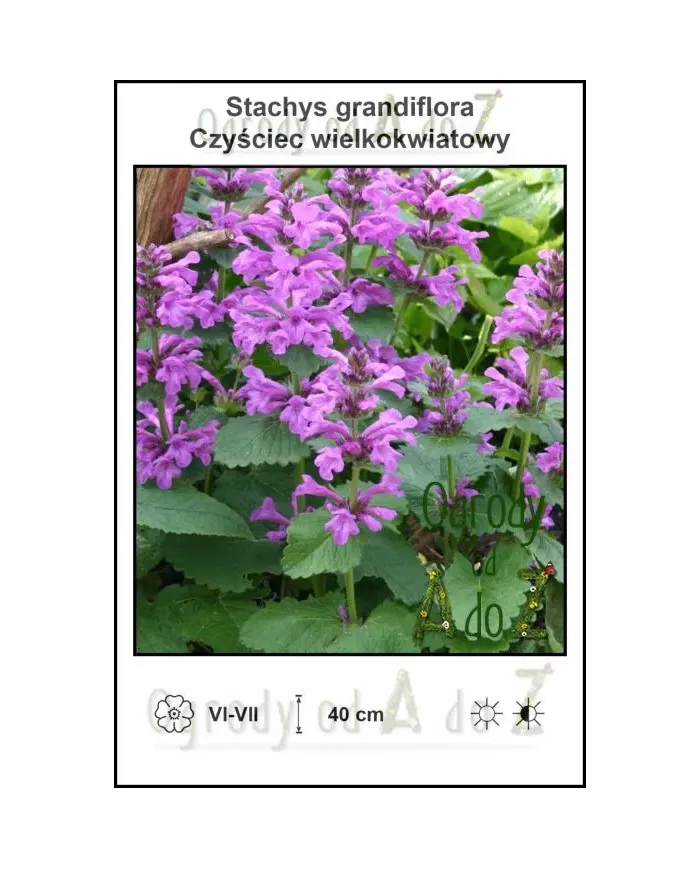 Stachys-grandiflora.jpg