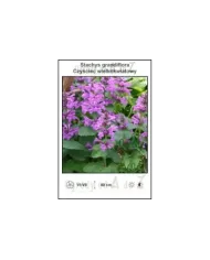 Stachys-grandiflora.jpg